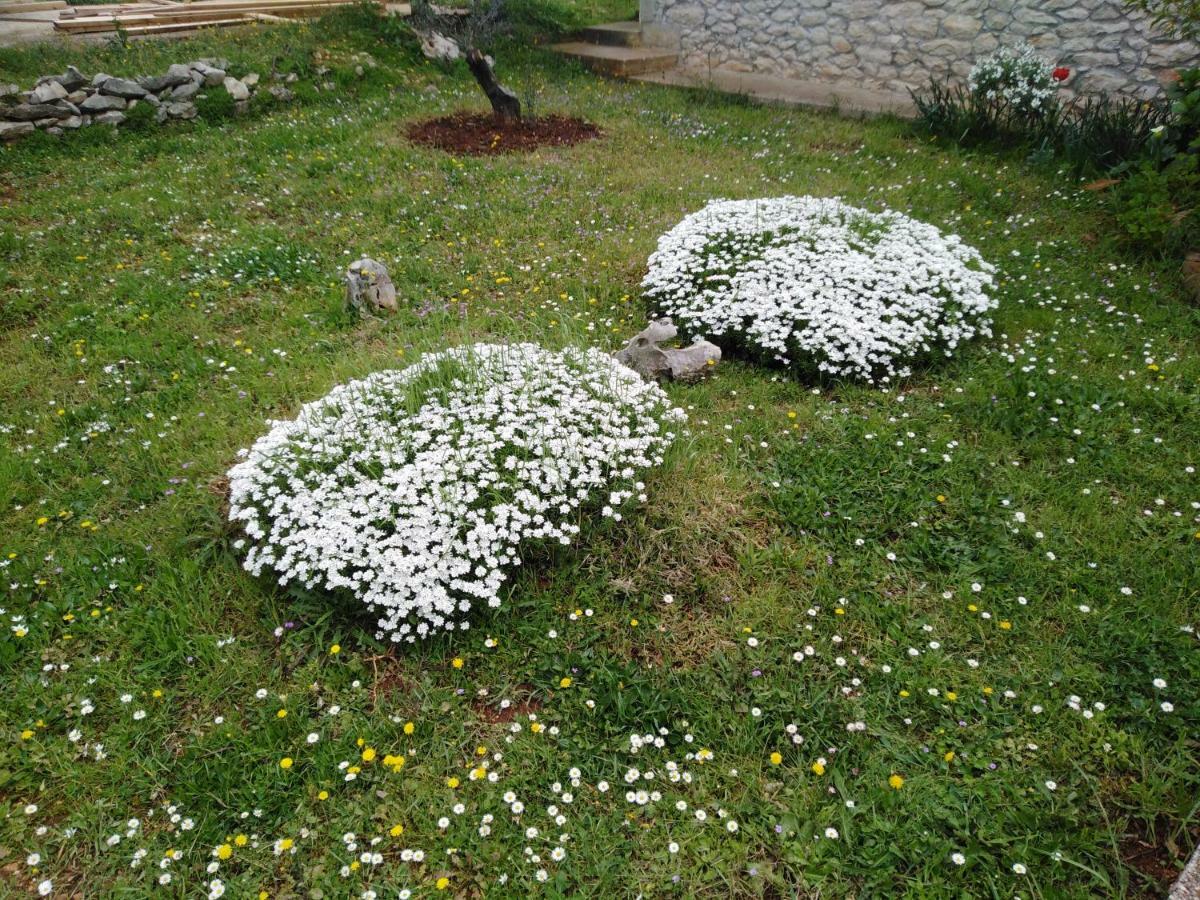 Apartmán Tiziana Zadar